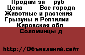 Продам за 50 руб. › Цена ­ 50 - Все города Животные и растения » Грызуны и Рептилии   . Кировская обл.,Соломинцы д.